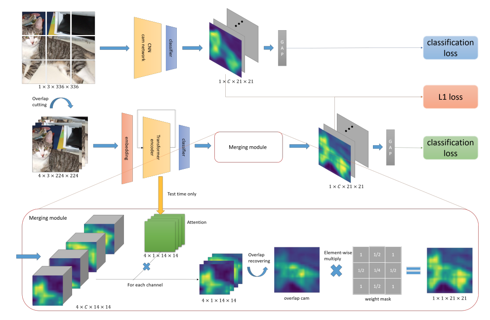 Dual Progressive Transformations for Weakly Supervised Semantic Segmentation